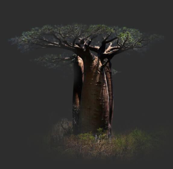 Baobab de Madagascar