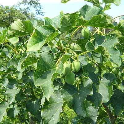 Jatropha curcas, plante pourghère, fleurs jaunes au Jardin Botanique d'Au Bois Vert.