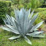 Agave américain au Jardin Botanique d’Au Bois Vert