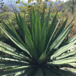 Agave sisalana ou Sisal dans le jardin botanique