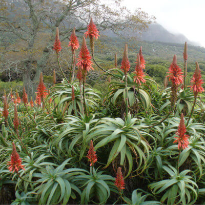 Aloe arborescens en floraison au Jardin Botanique d’Au Bois Vert