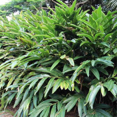 Alpinia zerumbet, Lavande blanche au Jardin Botanique Au Bois Vert