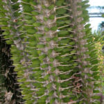 Arbre pieuvre (Alluaudia procera) dans le Jardin Botanique Au Bois Vert