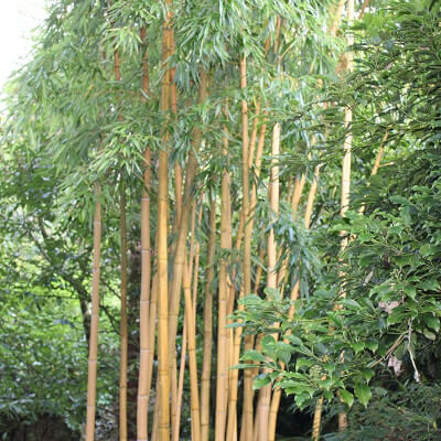 Bambou géant doré Phyllostachys vivax f. aureocaulis au Jardin Botanique du Bois Vert