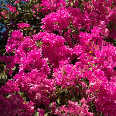 Bougainvillier (Bougainvillea glabra) en pleine floraison au jardin botanique d’Au Bois Vert, Ivato.