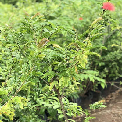 Fleurs rouges du Calliandra haematocephala, arbre aux houppettes