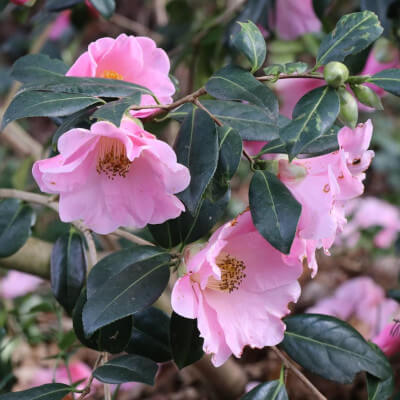 Fiori di Camelia del Giappone nel giardino botanico Au Bois Vert