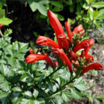 Tecoma capensis, arbuste à fleurs orange au jardin botanique Au Bois Vert à Ivato