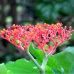 Jatropha podagrica avec ses feuilles vertes lobées et ses fleurs rouge corail dans le Jardin Botanique d’Au Bois Vert.