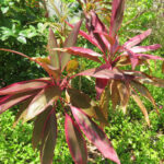 Cordyline fruticosa dans le jardin botanique Au Bois Vert à Ivato