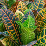 Feuilles colorées du croton (Codiaeum variegatum) dans le jardin botanique Au Bois Vert