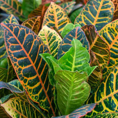 Le foglie colorate del crotone (Codiaeum variegatum) nel giardino botanico Au Bois Vert