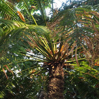 Cycas circinalis avec ses frondes vertes déployées au Jardin Botanique Au Bois Vert