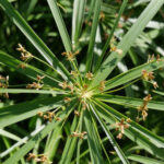 Cyperus alternifolius ou papyrus, plante aquatique du jardin botanique