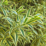 Fogliame verde brillante di Dracaena reflexa all'orto botanico di Ivato