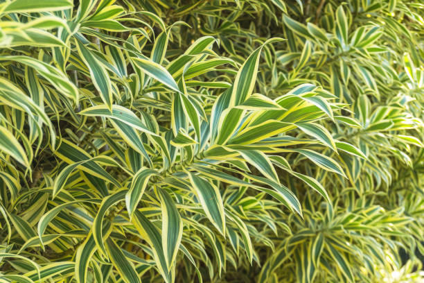 Fogliame verde brillante di Dracaena reflexa all'orto botanico di Ivato