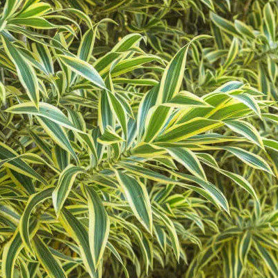 Feuillage vert éclatant du Dracaena reflexa au jardin botanique d’Ivato