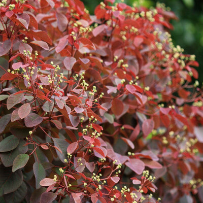 Euphorbe à feuilles de fustet au Jardin Botanique Au Bois Vert