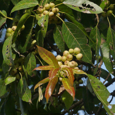 Ficus virens, aussi appelé Figuier blanc, dans le jardin botanique Au Bois Vert.