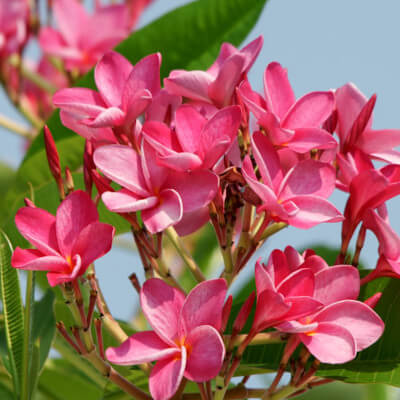 Fleur de Plumeria rubra dans le jardin botanique d'Au Bois Vert