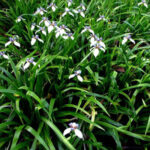 Fleurs d’Iris marcheur (Neomarica gracilis) dans un jardin tropical