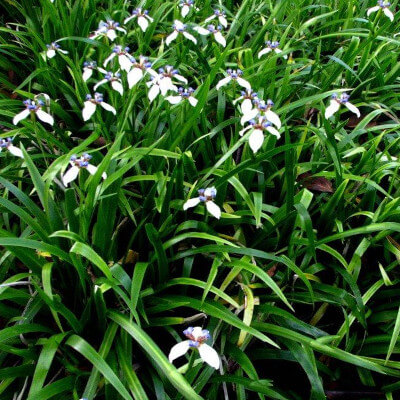 Fleurs d’Iris marcheur (Neomarica gracilis) dans un jardin tropical