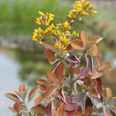 Kalanchoe à cuillères (Kalanchoe orgyalis) dans un jardin botanique.