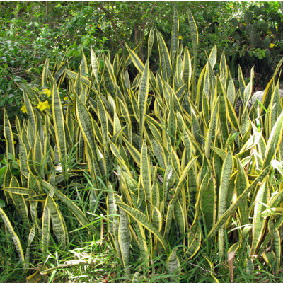 Feuilles vertes et marbrées de la Sansevieria trifasciata dans le jardin botanique d’Au Bois Vert.