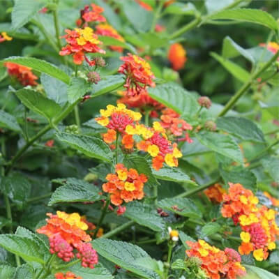 Lantana camara, une plante colorée du jardin botanique Au Bois Vert à Ivato