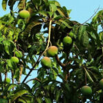 Manguier (Mangifera indica) en pleine floraison dans le jardin botanique Au Bois Vert