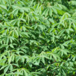 Manihot esculenta ou manioc dans le jardin botanique Au Bois Vert