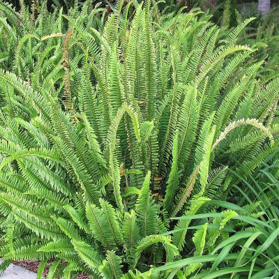 Feuillage dense de la fougère couronne (Nephrolepis cordifolia)