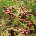 Cactus à longues épines Opuntia dillenii dans le jardin botanique Au Bois Vert