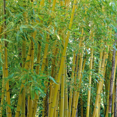 Phyllostachys aurea ou bambou doré dans le jardin botanique d’Au Bois Vert