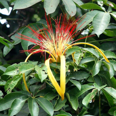 Pachira aquatica oder Guyana-Kastanie, tropische Pflanze im Botanischen Garten