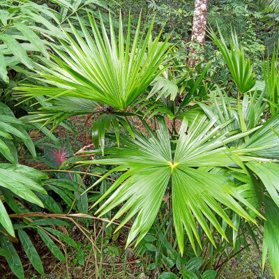 Palmier éventail Livistona chinensis dans le jardin botanique Au Bois Vert