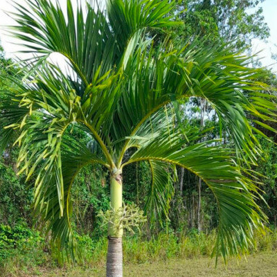 Palmier multipliant (Dypsis lutescens) dans le jardin botanique Au Bois Vert