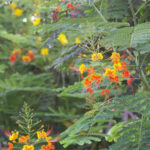 Petit flamboyant en pleine floraison dans un jardin tropical