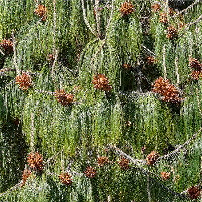 Pinus patula ou Pin du Mexique dans le Jardin Botanique Au Bois Vert