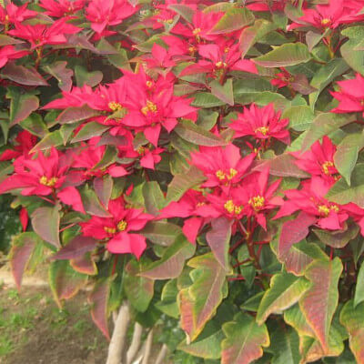 Bractées rouges éclatantes de Euphorbia pulcherrima dans le jardin botanique d'Au Bois Vert.