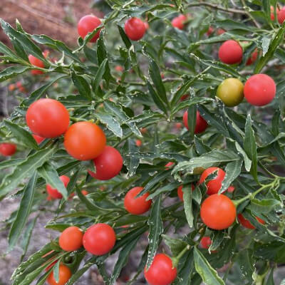 Pommier d’amour avec ses fruits rouges au jardin botanique d’Ivato