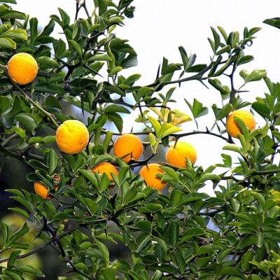 Arbuste Poncirus trifoliata avec fruits jaunes et épines.