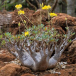 Pachypodium rosulatum, plante endémique de Madagascar, dans le jardin botanique Au Bois Vert.