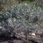 Euphorbia stenoclada, plante endémique aux branches épineuses dans un jardin botanique à Madagascar.