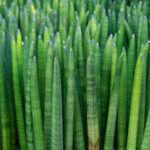 Feuilles cylindriques vertes de la Sansevieria cylindrica dans un jardin botanique.