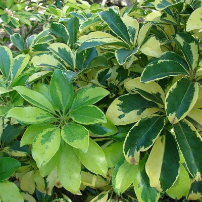 Schefflera arboricola, plante tropicale au jardin botanique d’Au Bois Vert