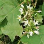 Solanum torvum, дикий баклажан в ботаническом саду Au Bois Vert