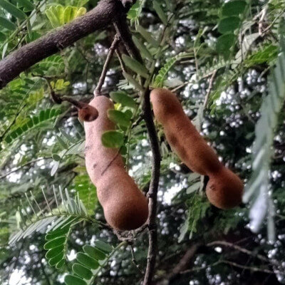 Tamarindus indica – Le tamarinier au jardin botanique d’Au Bois Vert