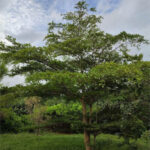 Terminalia mantaly, ou Badamier de Madagascar, dans le jardin botanique d’Au Bois Vert à Ivato