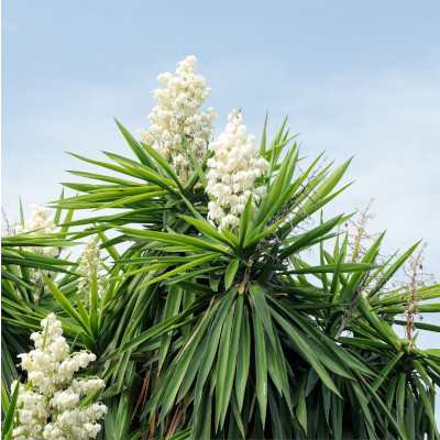 Yucca pied d'éléphant dans le jardin botanique d'Au Bois Vert, Antananarivo